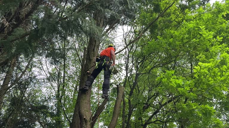 Best Tree Risk Assessment  in Pacific, MO